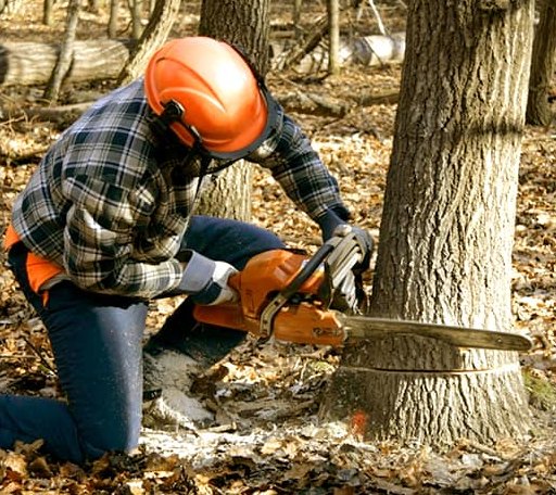 Tree Removal in Karnack, TX
